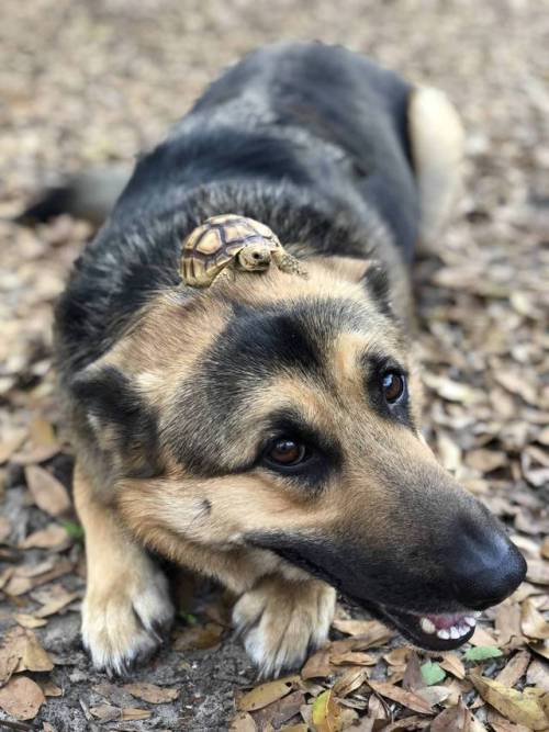 darkersolstice:animals-riding-animals:tortoise riding dog@macthulhu