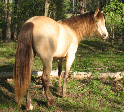 dancinghare:  colourfulequines:  Conley’s Classic Caper, buckskin silver Rocky Mountain Horse mare. (source)  Look at this perfect horse. 