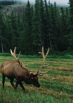 eyeleaves:    John Stalzer. Elk in Jasper