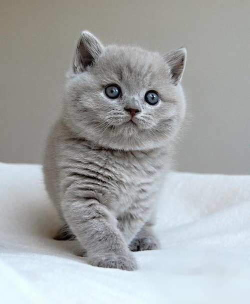 Orange british shorthair blue eyes