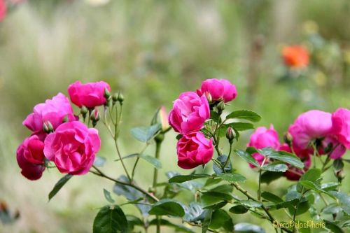 May month of roses❤️☮️#pieropelosphoto #canon #rosetodisangiovanni #trieste #triestesocial #fvgphoto