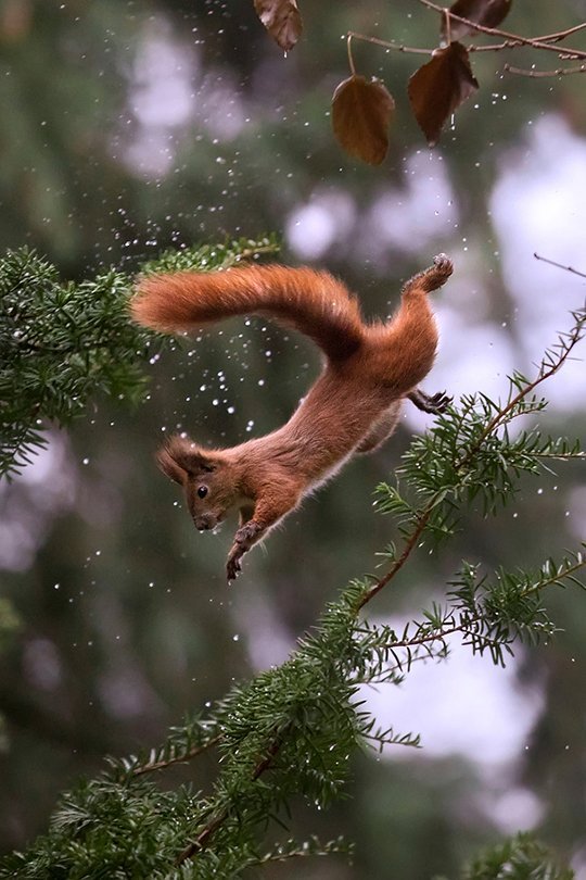 pagewoman:  Red Squirrel via cumbrian weather 
