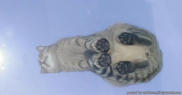 lazulisong:  always reblog cats on glass tables 