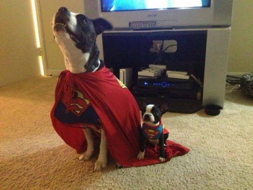 Best Pet Costumes of Halloween 2013 (Part 1) [submit]Previously: Best Adult Costumes, Best Kid Costu