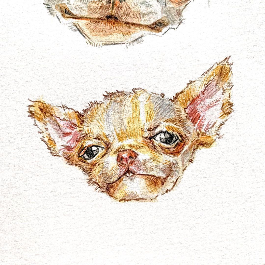 Chihuahua Watercolor Explore Tumblr Posts And Blogs Tumgir Chihuahua Watercolor Explore Tumblr Posts And Blogs Tumgir