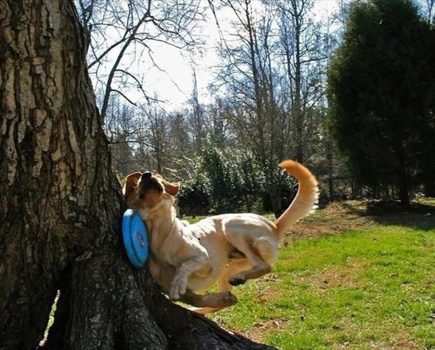 partymanyeah:  dog you am supposed to bark up wrong tree not run in wrong bark 