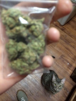 dabbed-0ut:  blurry weed blurry kitty