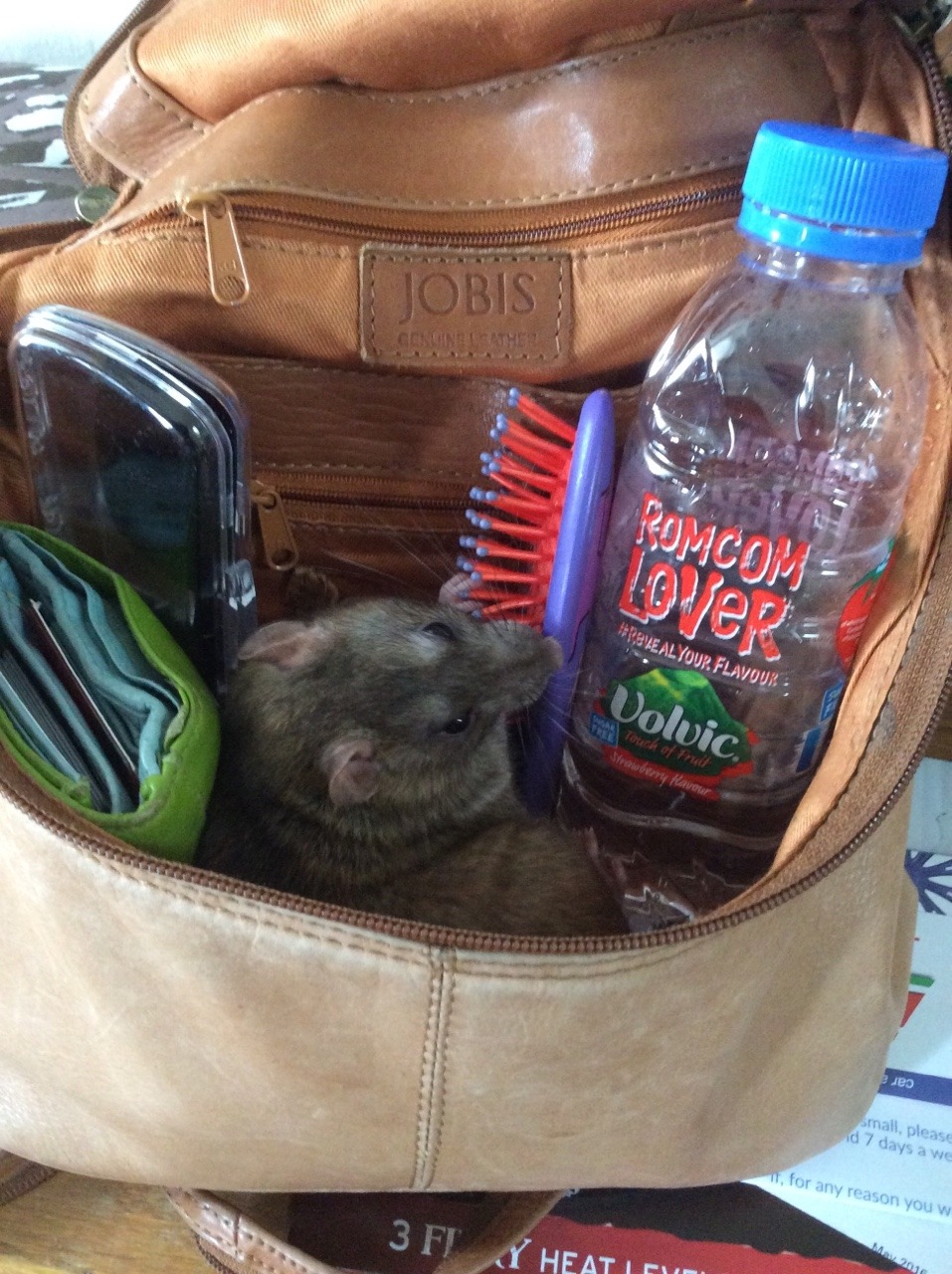 palaeoplushies:  My bag is packed and ready to go! 