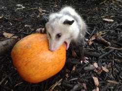 opossummypossum:  feast, my child 