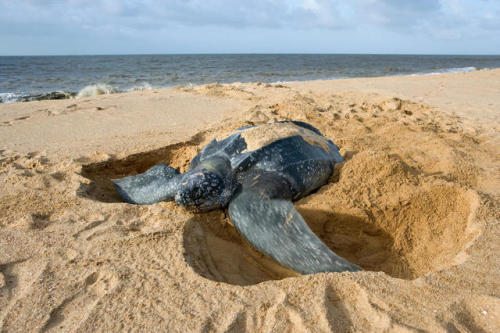 During the breeding season, a female leatherback turtle will return to a sandy beach in the same reg