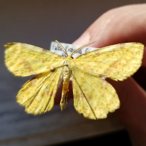 the9mm:Do all my Tumblr followers know I collect gross bugs? Cuz I do and I feel like they should kn