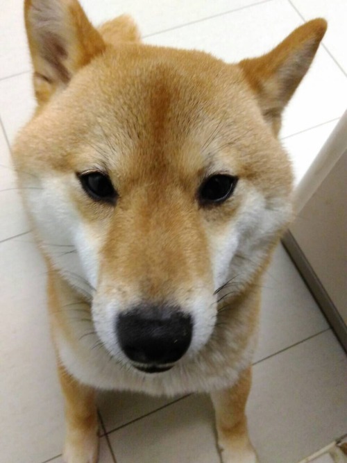 6.4 earthquake in Taiwan. Doge is a little confused but all is well. Stay safe family and friends!!