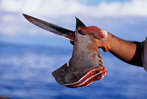 Tell Congress to ban the sale of Shark FinsAn estimated 100 million sharks are killed for their fins