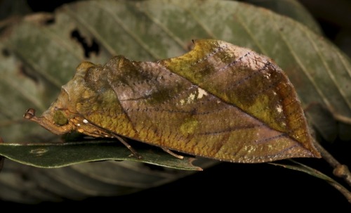 sinobug:Fruit Piercing Moth (Eudocima aurantia, Calpinae, Erebidae)  by Sinobug (itchydogimages) on 