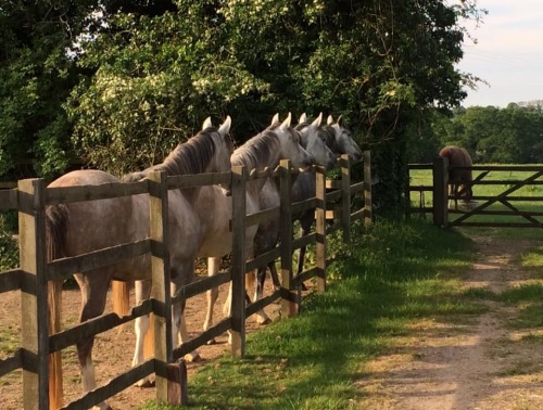 Binley Crabbet Arabian Stud