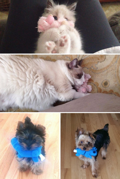 tastefullyoffensive:  Cats and Dogs Growing Up With Their Toys (photos via boredpanda)Previously: Before-and-After Photos of Dogs Growing Up   Complete n utter love for this post. Animals win, everytime.