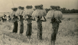 Balinese women, by Collectie P.F. Valois.