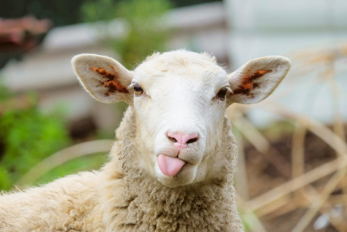 Y/N and Harry have a luxurious self care day where they get sheep placenta facials and gossip about 