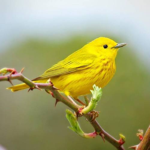 Yellow Warbler #yellowwarbler #warbler #warblers #falmouth #capecod #birds #birding #birdsofinstagra