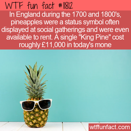 In England during the 1700 and 1800’s, pineapples were a status symbol often displayed at soci