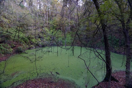 goodcopbearcop: Florida isn’t all flat, there are a number of impressive sinkholes. Devil