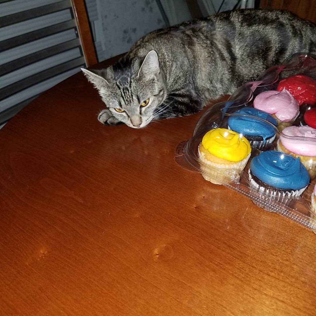 “Whaaaa?! I guard cupcakes right meow.” #cats #cutie #catnap