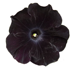 phoebebishopwright:  Black Velvet Petunia.