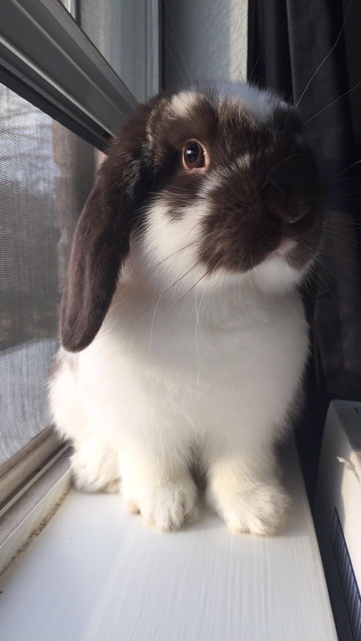 findingbeebo:  sweet boy