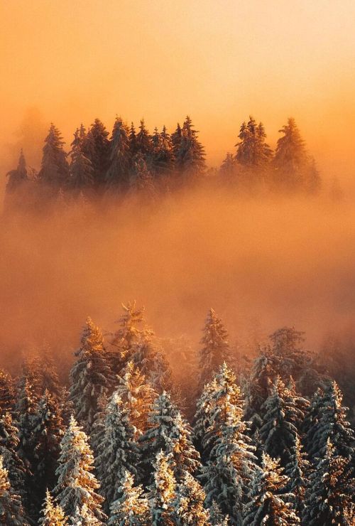j-k-i-ng:
“““Black Forest”⛅🌲 by | Michael Corona”
Black Forest, Germany”