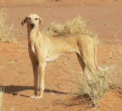quickweaves:  streetdogmillionaires:   	459 Jeune femelle Azawakh sable by Corine Lundqvist This person’s Flickr photostream is full of pictures of native Azawakhs taken in the Sahel of West Africa, and they are all just way too beautiful for words.