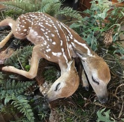 strangebiology:Stillborn fawn found by Kevin