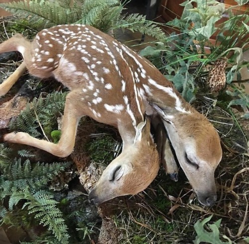 strangebiology:Stillborn fawn found by Kevin Serres and taxidermied by Wild Images in Motion (x)