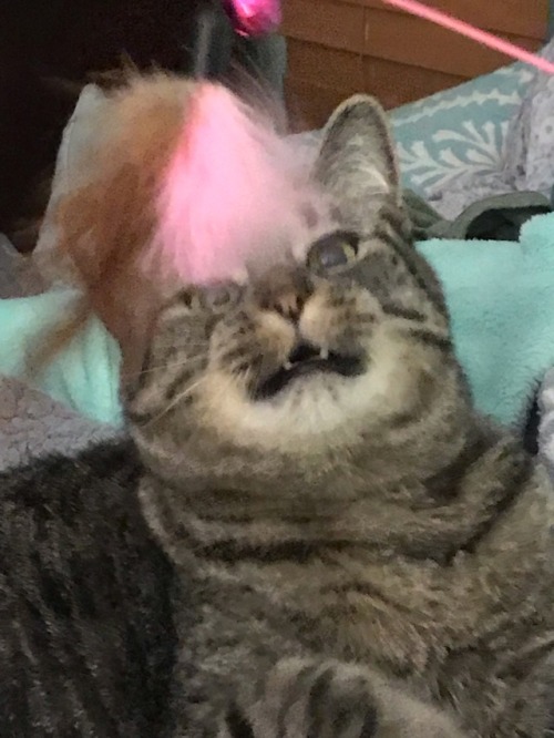 She Went From Sleepy To Ready For KILL Once I Got The Feather Wand 