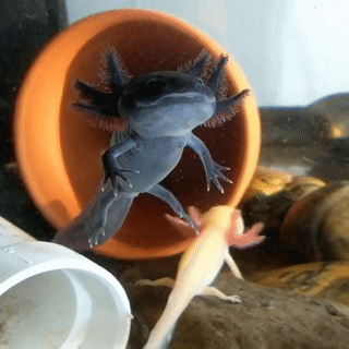 Snakes Stims Black And Wild Type Axolotls 1 2 3 4 5 6