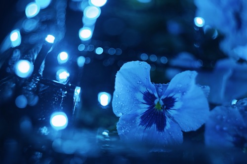Pansies With A Wintery Feel.