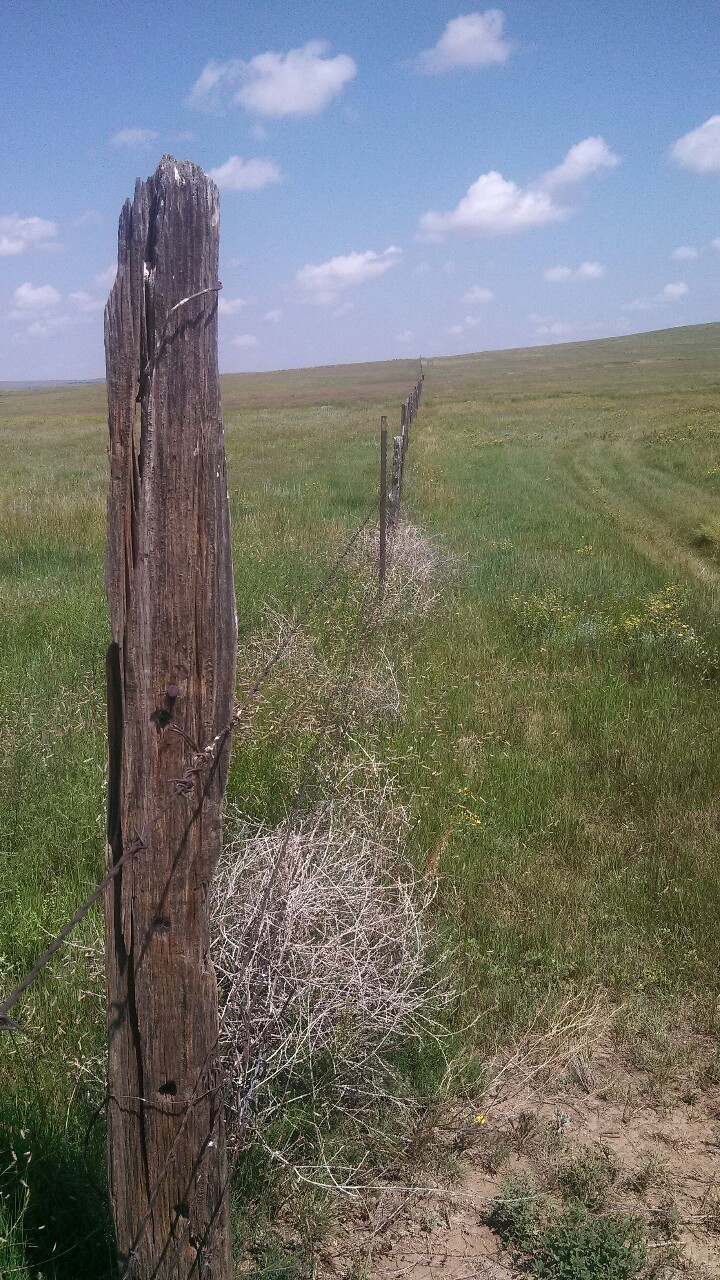 coloradoqueen:  I can’t wait to go home and ride my horse over my chunk of prairie