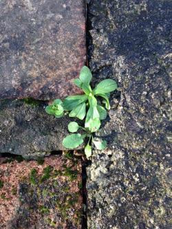 chili-jesson:  i love the way plants naturally grow in cracks in the pavement and in the spaces between stones and bricks. i know they’re only weeds but i think it’s so beautiful, like nature’s fighting back 