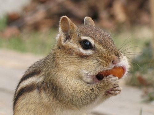 New Cam LIVE Today!  Feeling cheeky, I see… Well then, check out our newest Chipmunk Live Cam