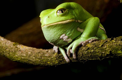 wapiti3: Phyllomedusa sauvagii, commonly known as the waxy monkey tree frog, waxy monkey frog or p