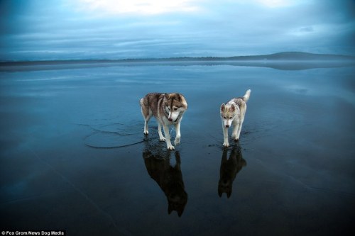 Fox Grom’s dog looks like it is walking on water after rain falls onto frozen surface | Daily 