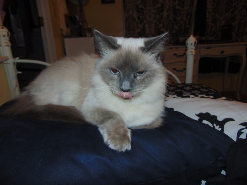 Trisket’s blep moment, sitting on her royal pillow. (submitted by @kindnessiseternal)