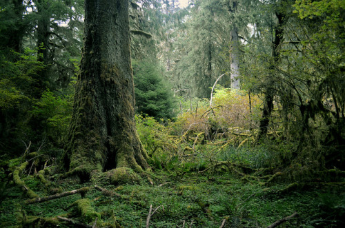 inmensus: Forest floor at dusk. by Don Mosher Photography on Flickr.