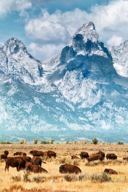 thestylishgypsy:  American Bison herd (Wyoming)