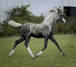 This foal is gorgeous! Again why I wish copy and paste worked outside a computer..