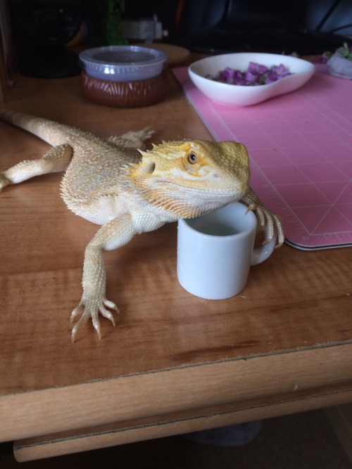 obothebeardedragon: How about a nice mug of shut up
