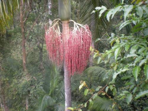 oceaniatropics:  Mount Tamborine rainforest