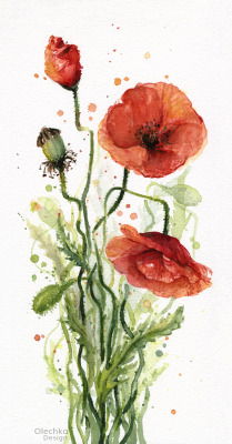 Eatsleepdraw:  Red Poppies Watercolor By Olga Shvartsursigned Prints / Home Decor