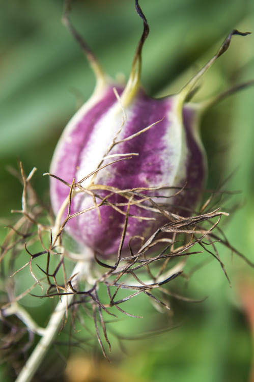 pragmaculture:  Love-in-a-mist (Nigella damascena) seed pods