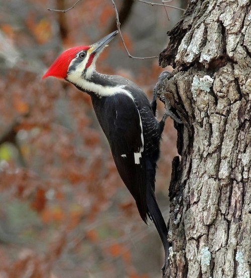 cool-critters: Pileated woodpecker (Dryocopus pileatus) The pileated woodpecker is a woodpecker native to North America. This insectivorous bird is an inhabitant of deciduous forests in eastern North America, the Great Lakes, the boreal forests of Canada,