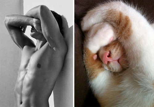 itsfridayimin-love: Not sure if I’m reblogging for the cuteness of the cats or the sexiness of